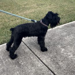 Jenny - Miniature Schnauzer