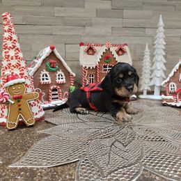 Girl 1 - Black and cream female Dachshund puppy in Lubbock, Texas from West Texas Dachshunds LLC