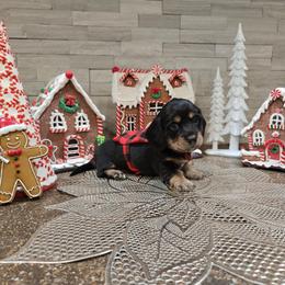 Girl 1 - Black and cream female Dachshund puppy in Lubbock, Texas from West Texas Dachshunds LLC