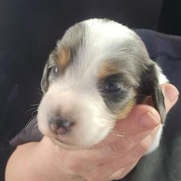 Malficent - Dapple female Dachshund puppy in Bigfork, Minnesota from Long Ears and Long Dogs Ranch