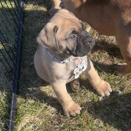 Gray - Fawn female Bullmastiff puppy in South Attleboro, Massachusetts from Bessettes Bullies