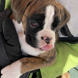Hickory - Boxer puppy from Tracy's Boxers