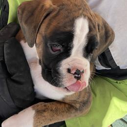 Hickory - Boxer puppy from Tracy's Boxers