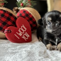 Chihuahua Puppies from Sunset Eves Chihuahuas