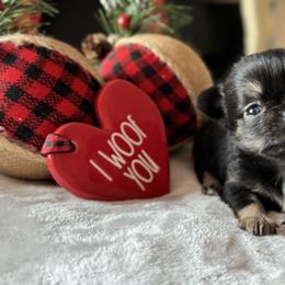 Chihuahua Puppies from Sunset Eves Chihuahuas