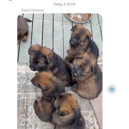 Breeder's pick - Sable male German Shepherd puppy in Hollis Center, Maine from Noble German Shepherds of Maine