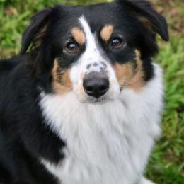 Freckles  - Miniature American Shepherd
