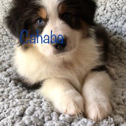 Australian Shepherd Puppies from Cahaba Australian Shepherds