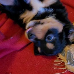 Miniature Australian Shepherd and Toy Australian Shepherd Puppies from Heritage Homestead