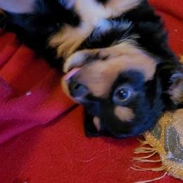 Miniature Australian Shepherd and Toy Australian Shepherd Puppies from Heritage Homestead