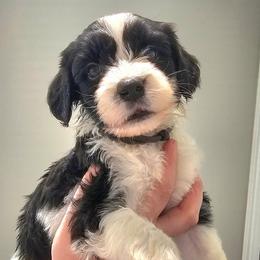 Freddie - Black and white male Portuguese Water Dog puppy in Hammonton, New Jersey from Jersey Girls Portuguese Water Dogs