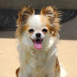 Chihuahuas from Darla's Chihuahuas