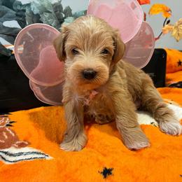 Reggie - Wheaten female Miniature Schnauzer puppy in Hemet, California from Journee Home Mini Schnauzers