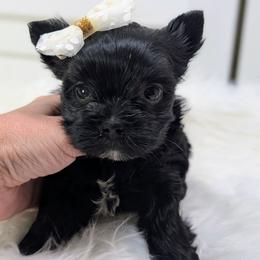 Tiny Tia-Fanny - Parti female Yorkshire Terrier puppy in Austin, Texas from Rhine Valley Yorkies
