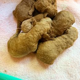 Boone - Red  male Poodle puppy in Colerain, North Carolina from Lisa's Poodles