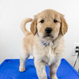 Louie - Light golden male Golden Retriever puppy in Lehi, Utah from Open Star Goldens