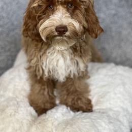 Jett - Australian Labradoodle