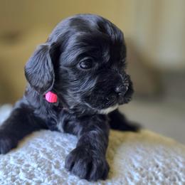 Pink Collar Girl - Black female Cavapoo puppy in Almira, Washington from Cavapoo Cuddles