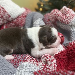 Jingle - Red tri-color female Australian Shepherd puppy in Bethlehem, Connecticut from Montanna Sage LLC