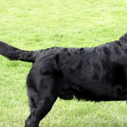 Labrador Retrievers from Cedarbay Labrador Retrievers