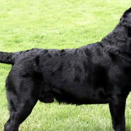 Labrador Retrievers from Cedarbay Labrador Retrievers