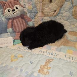 Boy 2 - Black male Poodle puppy in North Augusta, South Carolina from Tiny Paws Luxury Pets