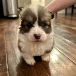 Yellow Collar Boy Jasper - Sable male Pembroke Welsh Corgi puppy in Paris, Kentucky from Flat Run Corgis
