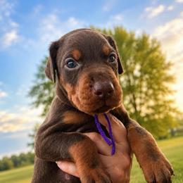 Purple girl - Red and rust female Doberman Pinscher puppy in Peru, Indiana from De luxe dobermans