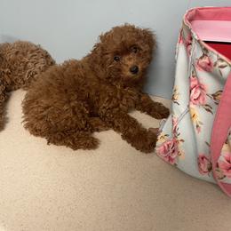 Poodle Puppies from Red Toy Poodles