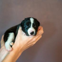 Border Collie, Papillon, Sporty Mix, and Whippet Puppies from Old Hemp Border Collies / Open Horizon Sport Dogs