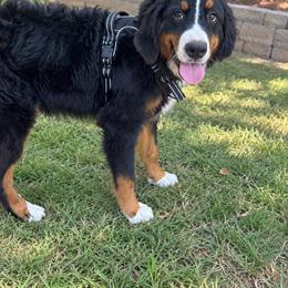 Casey - Black rust and white male Bernese Mountain Dog puppy in Union Grove, North Carolina from Grove Farm