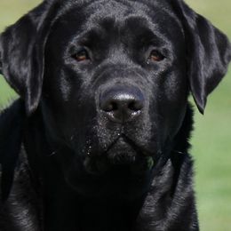 Labrador Retrievers from Hanova Labradors