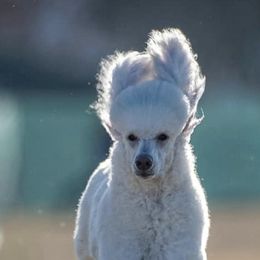 Poodles from Grande Passage Kennel