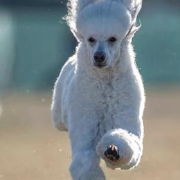 Poodles from Grande Passage Kennel