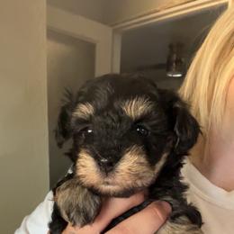 Flounder - Black and tan male Schnoodle puppy in Sonora, California from What’s Up Doods