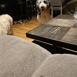Louie - Sheepadoodle