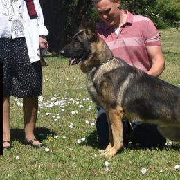 German Shepherds from Peristar
