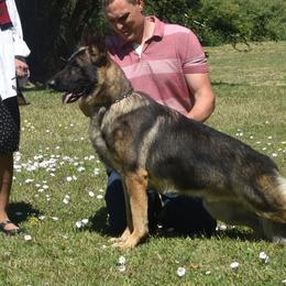 German Shepherds from Peristar