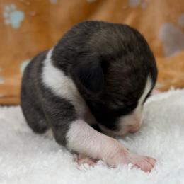 Bandit - White and fawn brindle male Whippet puppy in West Plains, Missouri from Sycamore Ridge Puppies
