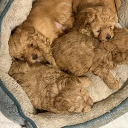 Mal-Shi, Maltese, and Maltipoo Puppies from Joy-fur puppies