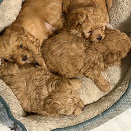 Mal-Shi, Maltese, and Maltipoo Puppies from Joy-fur puppies