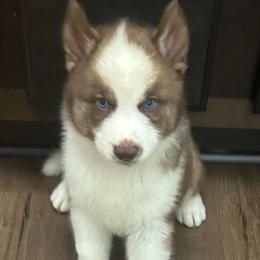 Finn - Red and white male Siberian Husky puppy in Summerville, South Carolina from Carolina Husky Lodge