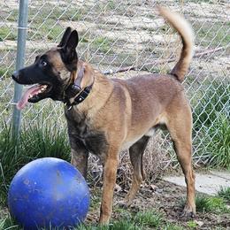 Zeke - Belgian Malinois