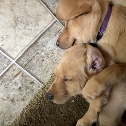 Labrador Retriever Puppies from Jensen’s Fox Red Labs