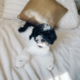 Mikey - Parti Poodle puppy in Quakertown, Pennsylvania from Miniature Poodle Stud and Pups