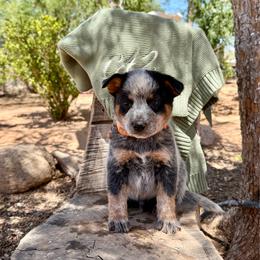 Garou - Blue speckled male Australian Cattle Dog puppy in Sahuarita, Arizona from A2 Australian Cattle Dogs