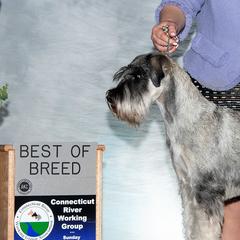 Stella - Standard Schnauzer