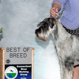 Stella - Standard Schnauzer