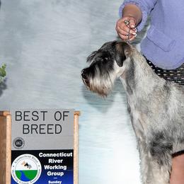 Stella - Standard Schnauzer