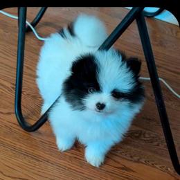 Oreo - Black parti female Pomeranian puppy in Scio, Oregon from Mac Daddy Poms